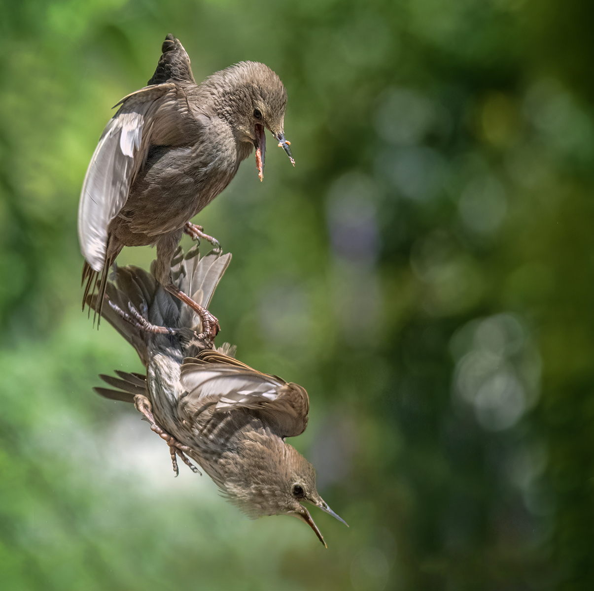 3rd Place - Ian Mears - Squabbling Starlings